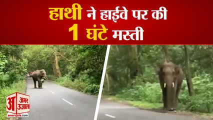 YamunaNagar: Paonta Sahib National Highway  पर हाथी ने की 1 घंटा मस्ती, 2 घंटे रखा हाईवे जाम| Viral Video