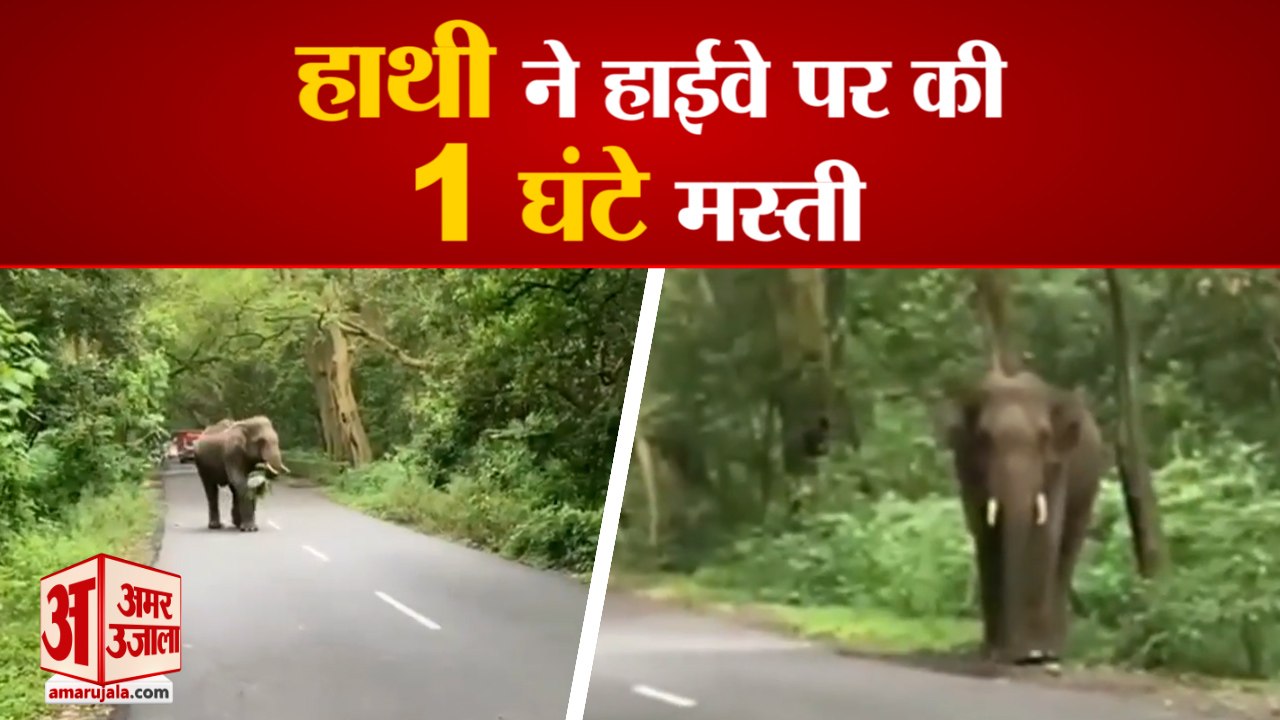YamunaNagar: Paonta Sahib National Highway  पर हाथी ने की 1 घंटा मस्ती, 2 घंटे रखा हाईवे जाम| Viral Video