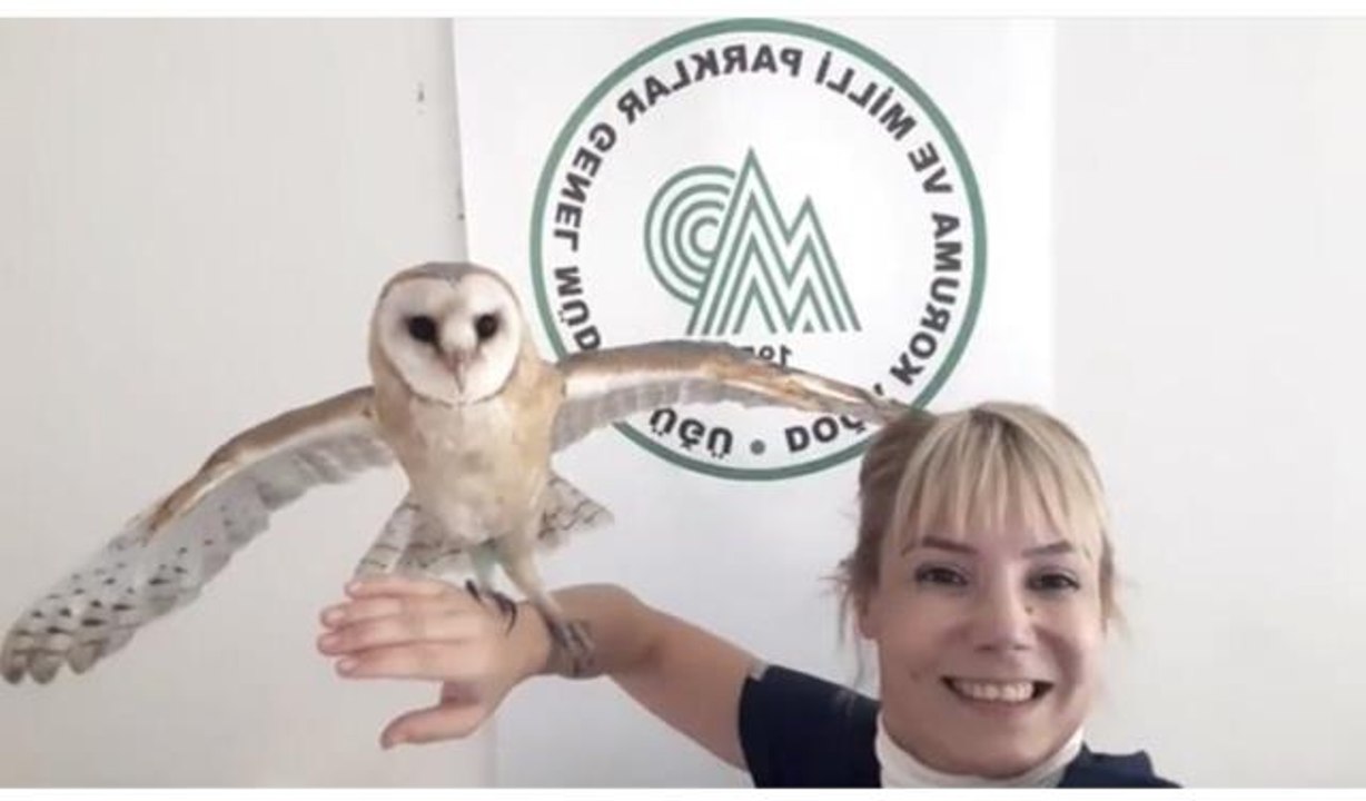 YAVRU PEÇELİ BAYKUŞ 'FIŞFIŞ', 3 AYLIK BAKIM SONRASI DOĞAYA SALINDI