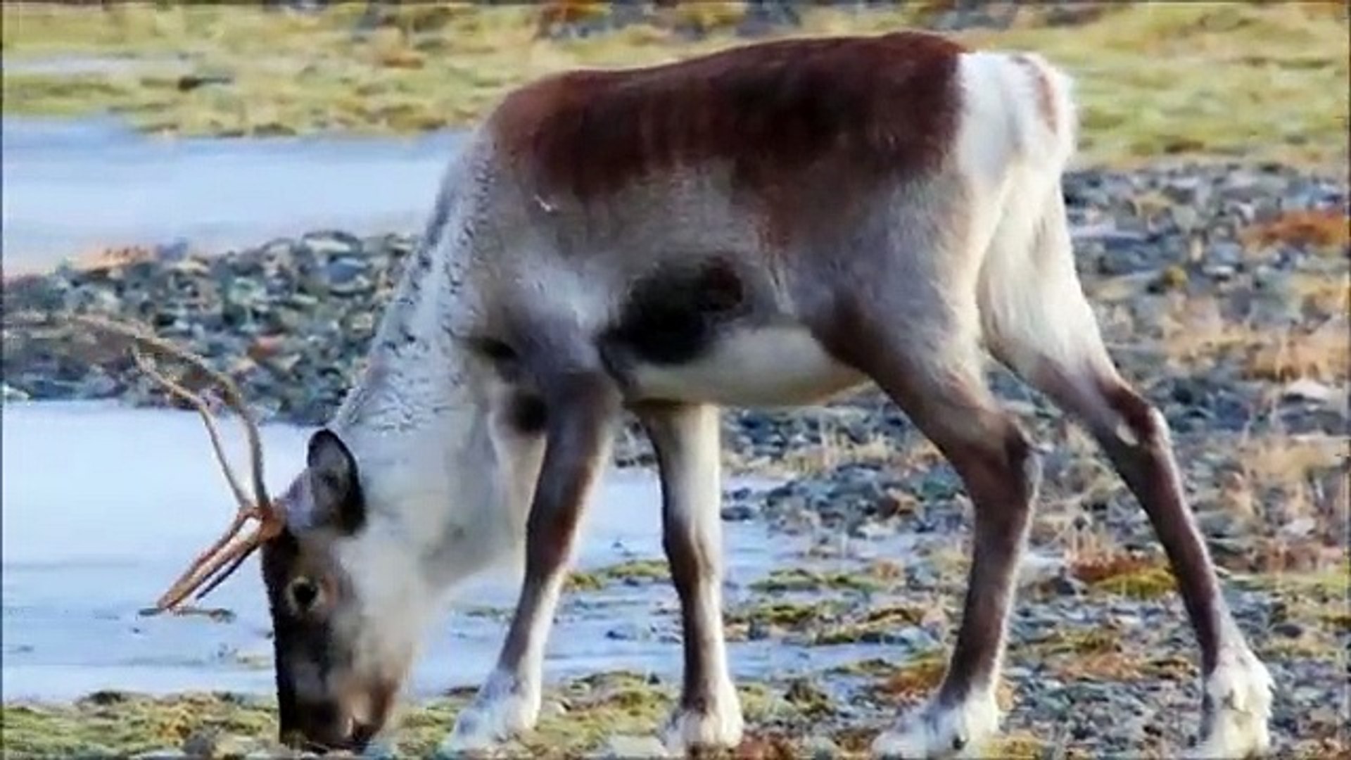 ⁣Iceland country   music