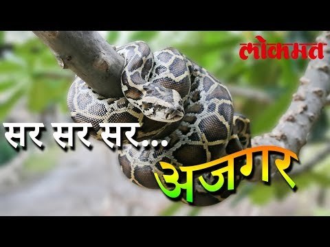 पहा हा विडिओ ..सर सर सर अजगर | Interesting News | Lokmat Marathi News