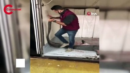 Marmara Denizi'nde dev köpek balığı yakalandı