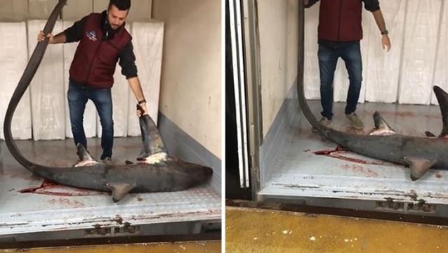 Marmara Denizi'nde 4 metre uzunluğunda dev köpek balığı yakalandı