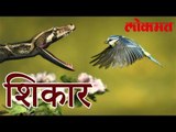 पहा हा वीडियो..अन्नासाठी दाहीदिशा | Snake Haunting | Lokmat Marathi News