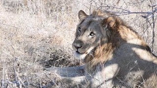 Two Male Lions found on S21 close to H4-1 in Kruger Park