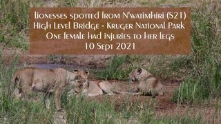 Lionesses spotted N'watimhiri High-Level Bridge Kruger Park