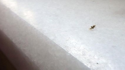 Sultangazi'de dantel böcek istilası! Vatandaş canından bezdi