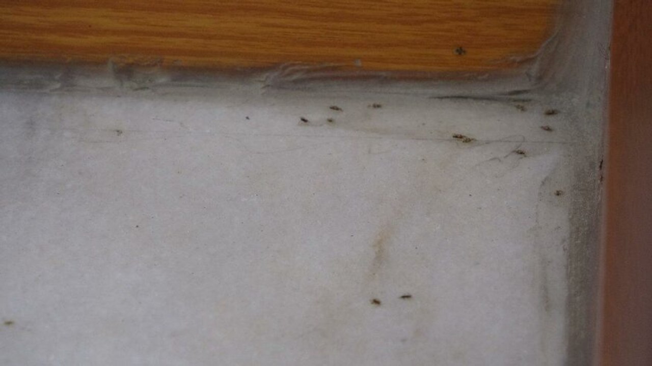 İstanbul’da ‘dantel böcek’ istilası