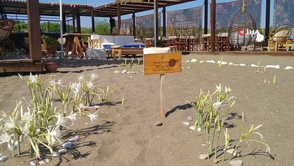 Bu çiçeği koparmanın cezası araba parası