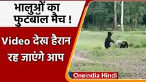 Odisha: भालुओं ने दिखाई शानदार फुटबॉल स्किल | wild bear | Football | Trending Video |वनइंडिया हिंदी
