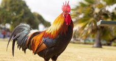 Bretagne : accusé de chanter trop fort, le coq Marcel a été gracié et ne sera finalement pas tué