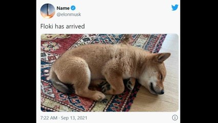 머스크, 트윗 한줄에 '시바 플로키' 코인 폭등 / YTN