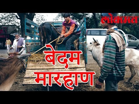 पुन्हा एकदा कथित गोराक्षांनी एका तरुणाची हत्या केली आहे | Lokmat Marathi News