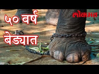 अश्या वाइट परिस्थिति मधे होता हा हत्ती।बघून तुमच्या ही डोळ्यात अश्रु येतील |