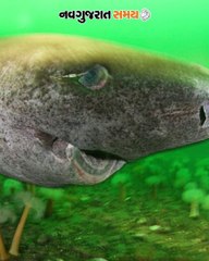 400 વર્ષ સુધી જીવિત રહે છે!