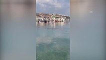 Son dakika haber! Bodrum'da yakalanan köpek balığının deniz açığına bırakılması cep telefonu kamerasına yansıdı