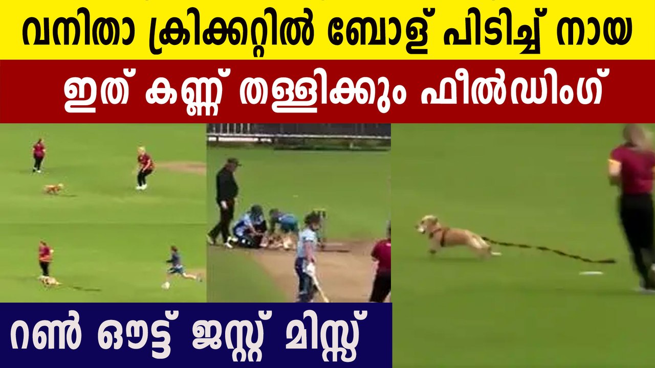 Dog Interrupts Cricket as Caught Hold Of The Ball | Oneindia Malayalam