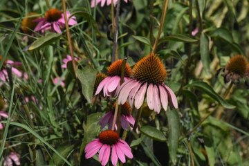 Çiftçi kadınlar adını yeni duydukları ekinezyadan yılda 5 kez para kazanıyor