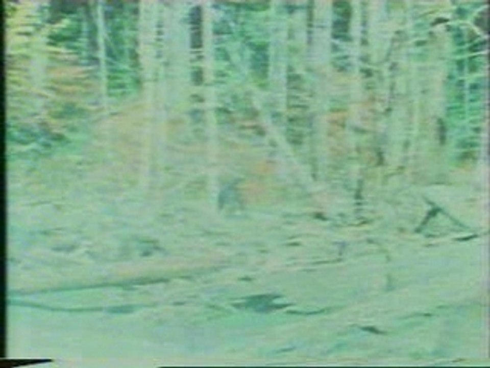 The Patterson Gimlin Film