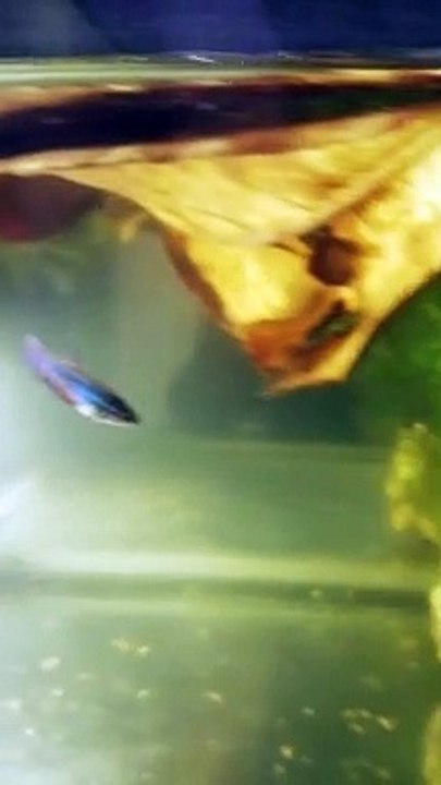 My Betta Fish