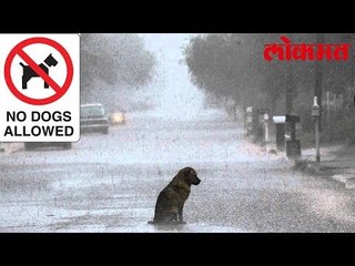 या देशात चक्क कुत्र्यांना प्रवेश नाही | Japan Latest News | Dogs Latest News
