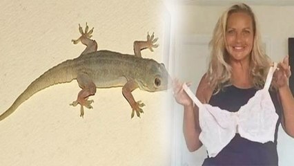 Ajab Gajab : ब्रा में छिपकर इस छिपकली ने कर दिखाया ये कारनामा जानकर रह जाएंगे दंग | Boldsky