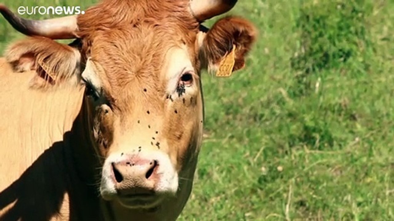 Zur Rettung des Planeten: Kühe gehen aufs Klo