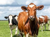 Neue Forschung: Kühe gehen fürs Klima auf Klo