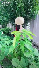 Thanh long ruột xanh cực độc lạ