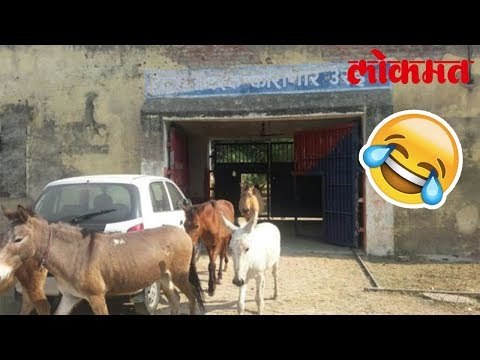 अजब - गजब घटना UP च्या गाढवांना शिक्षा | Lokmat Marathi News