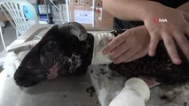 Antalya'daki yangından zarar gören hayvanlar sağlığına kavuşuyor
