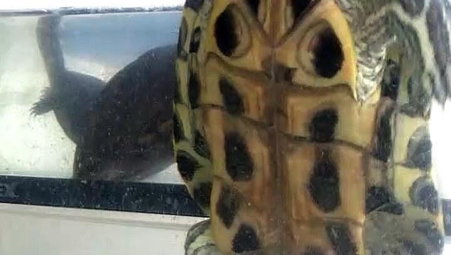 【Lamu chan】3511【ラムちゃん】