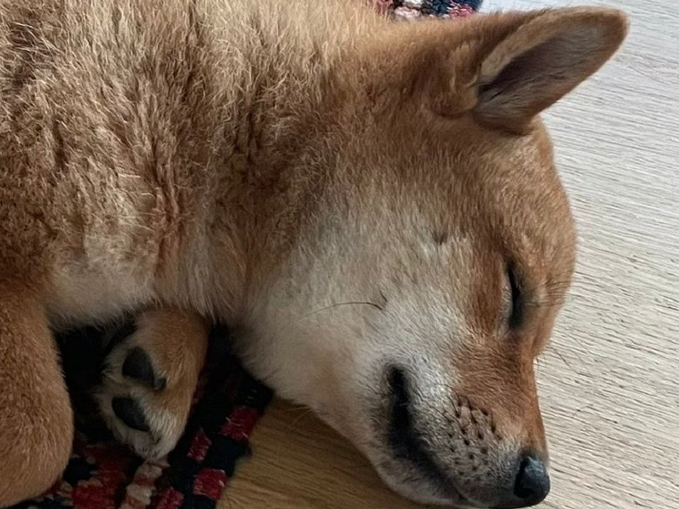 Warum dieses Hundebild eine ganze Kryptowährung explodieren ließ