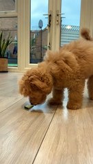 Playful Puppy Playing with Cucumber