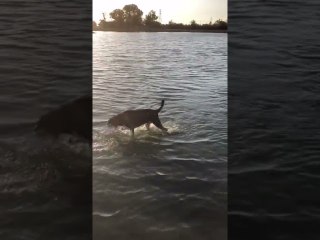 The Journey of a Lost Ball Between Man and Dog