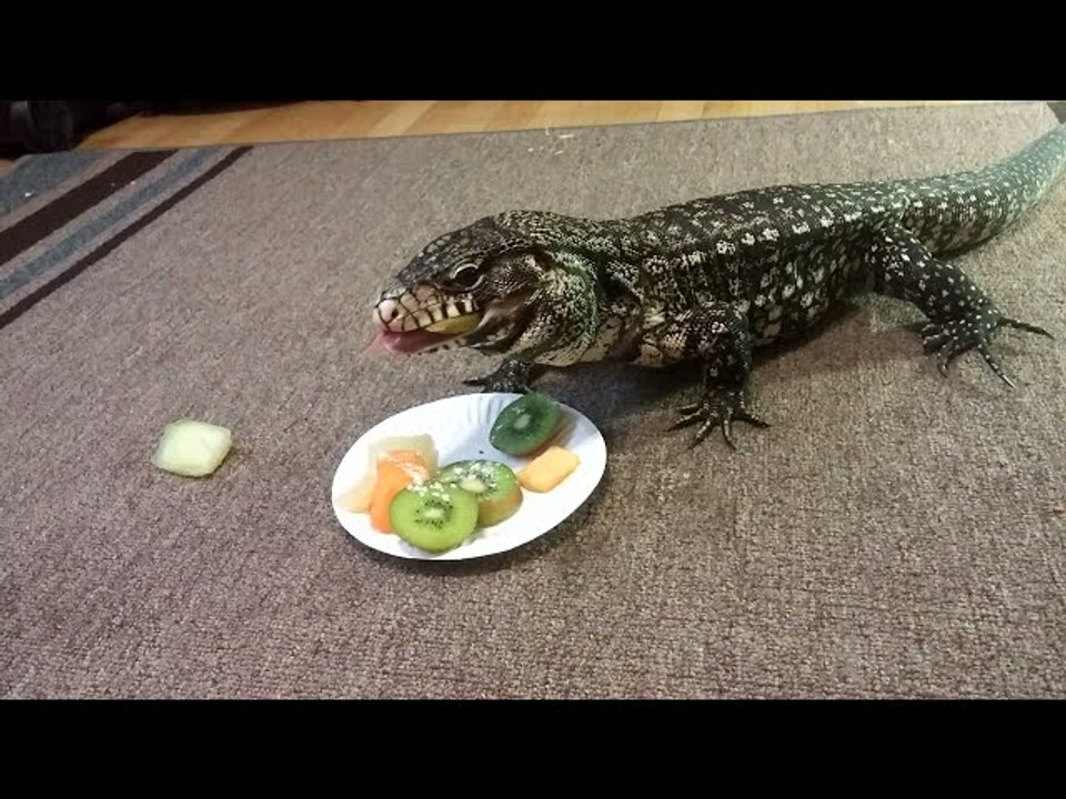 Winston the Tegu Eating Fruit