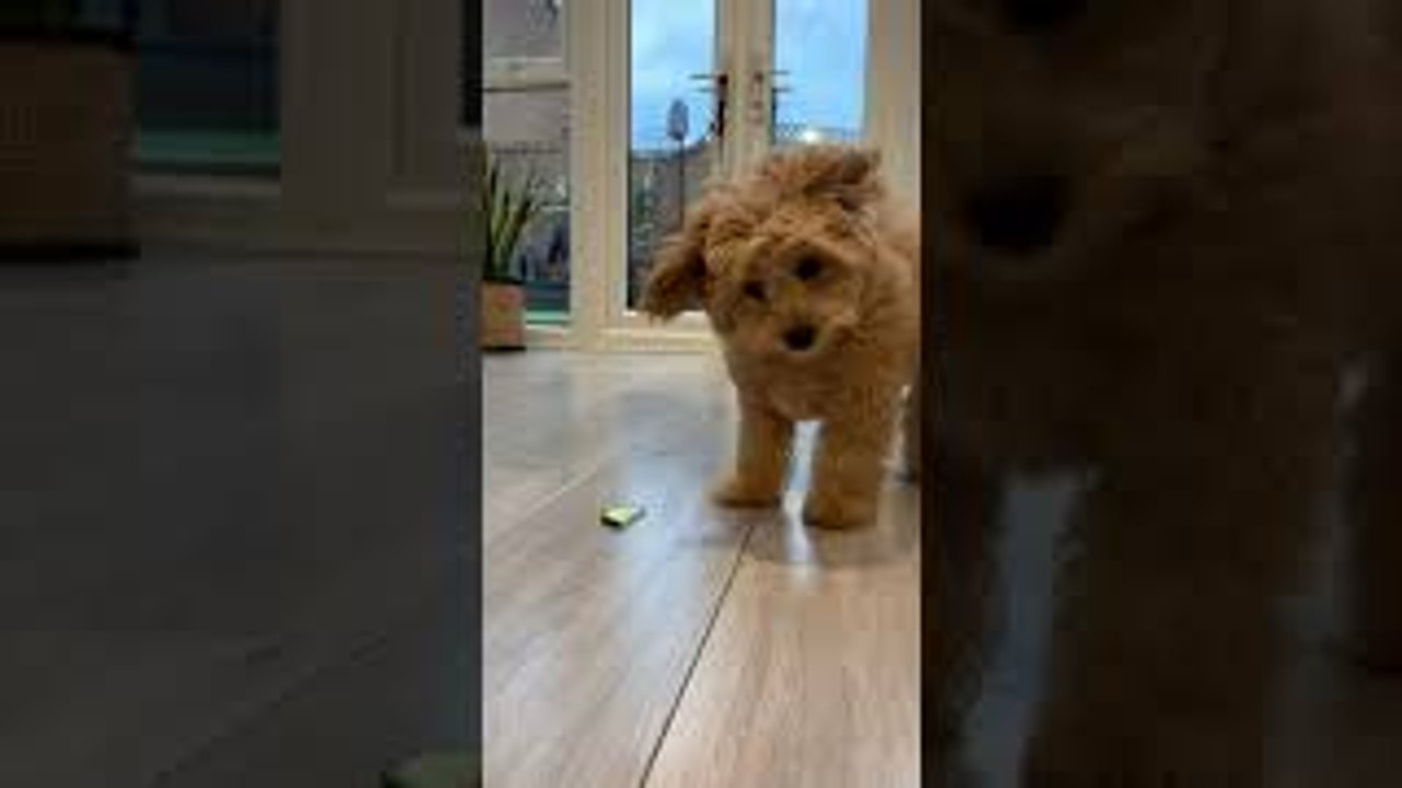 Playful Puppy Playing with Cucumber