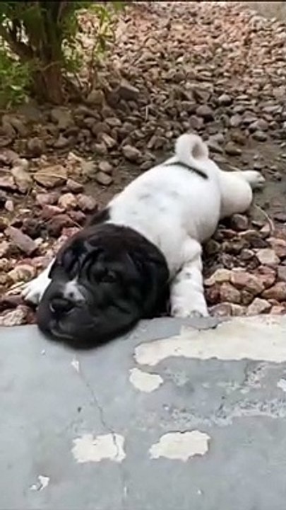 My puppy is just relaxing