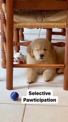 See my dog expressions