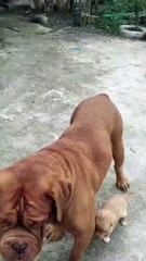 A MOTHER DOG WILL BE A MOTHER