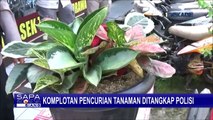 Komplotan Pencuri Tanaman Hias Berhasil Ditangkap, Satu Orang Masih Buron!