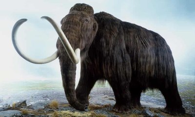 CRISPR Startup Wants To Resurrect the Woolly Mammoth by 2027