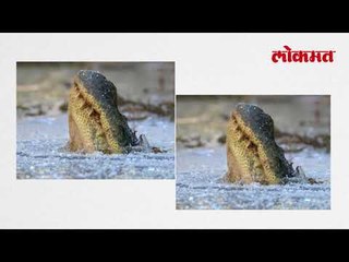 ...आणि कडाक्याच्या थंडीत मगरी सुद्धा गोठल्या | Latest Lokmat News | Lokmat news
