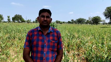 बारिश के इंतजार में सूख गई बाजरे की फसल, किसान हो रहे मायूस