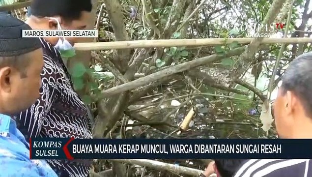 Buaya Muara Kerap Muncul, Warga Di Bantaran Sungai Resah