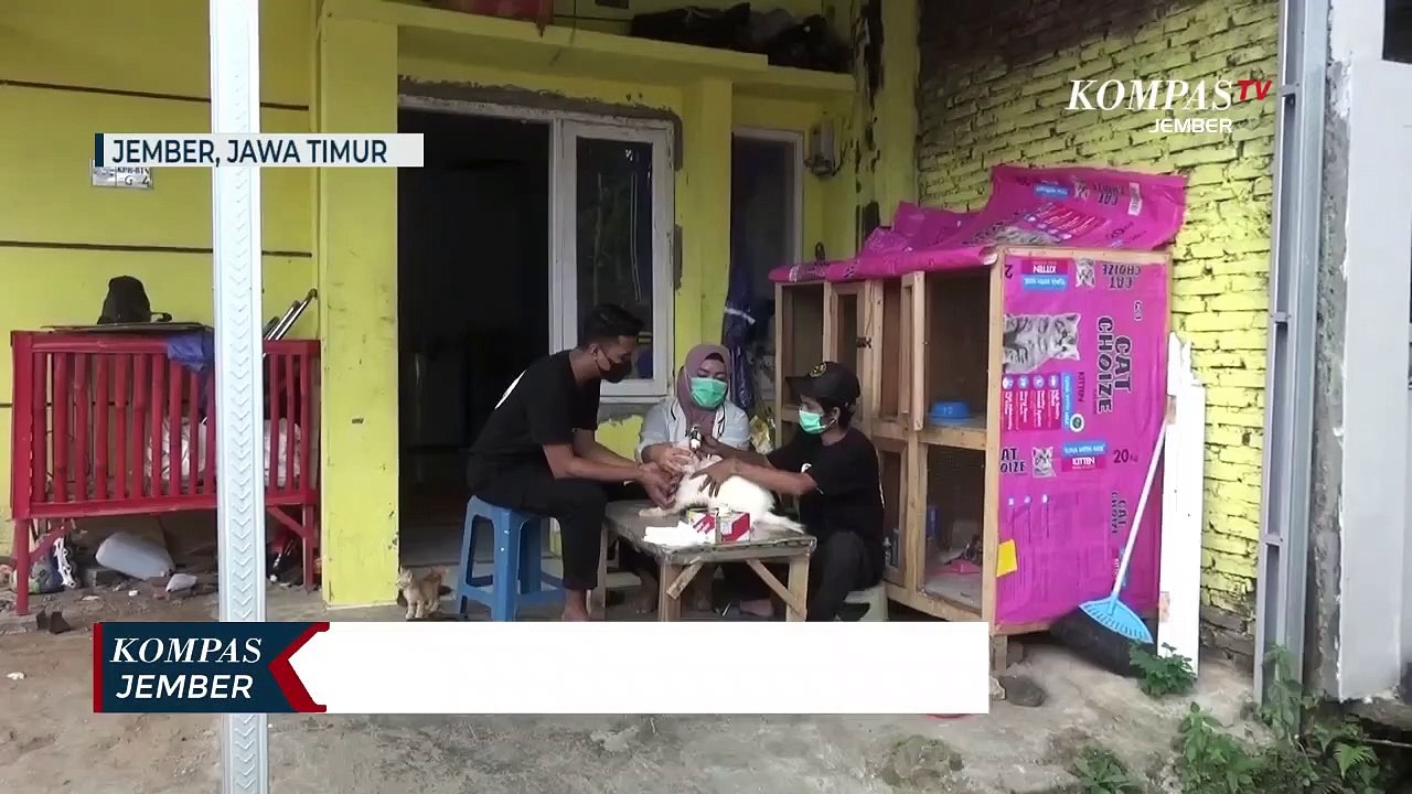 Perempuan Ini Relakan Rumahnya Jadi Tempat Singgah Kucing Terlantar dan Sakit