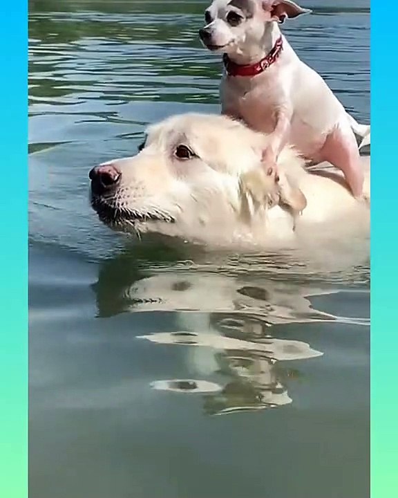 _hearts_️_dog2_Smart Dog Video 2021 __09__ - short ( 1360 X 1088 )