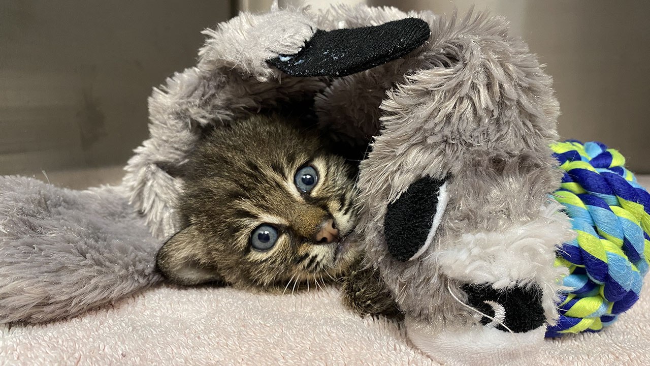 Bobcat Kitten PLAYTIME!!