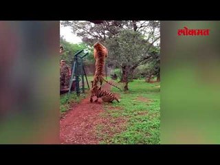 शिकार तो सभी करते है । लेकिन टायगर जैसा कोई नही करता | Lokmat Marathi News