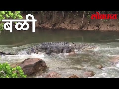 Lokmat News Update | जगबुडी नदीपात्रातील गाळाने घेतला मगरीचा बळी | Lokmat Marathi News